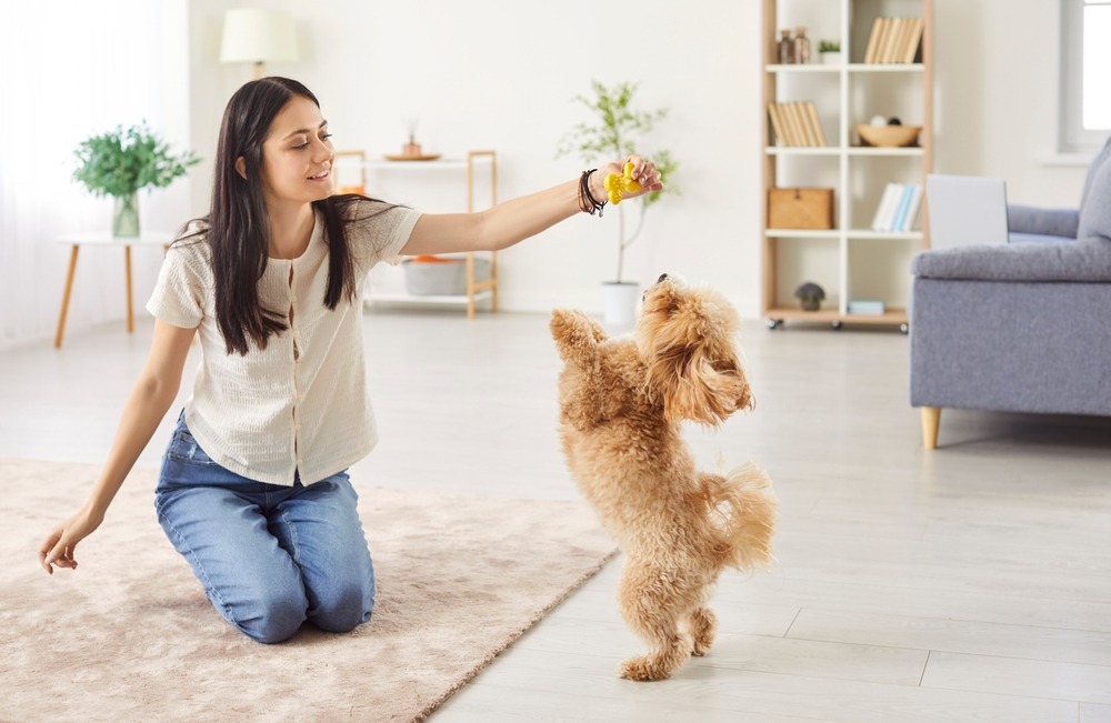 Puppy standing on hind legs reaching for toy reward during obedience training for puppies