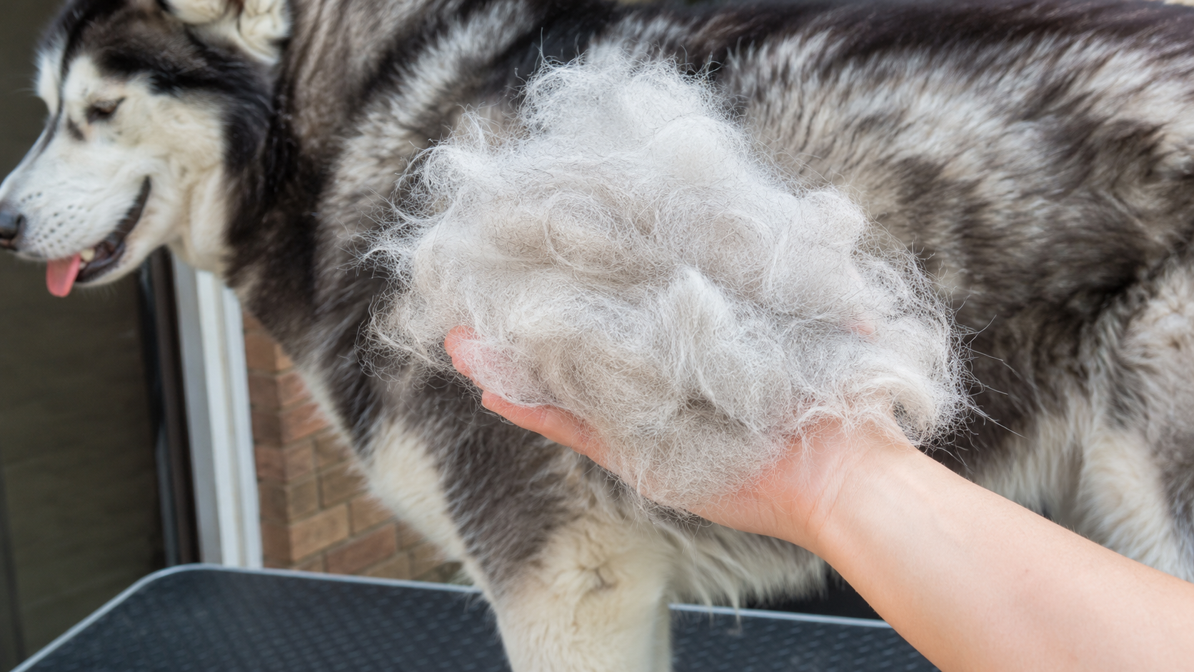 Handful of loose undercoat brushed from a double-coated dog during blowing coat season