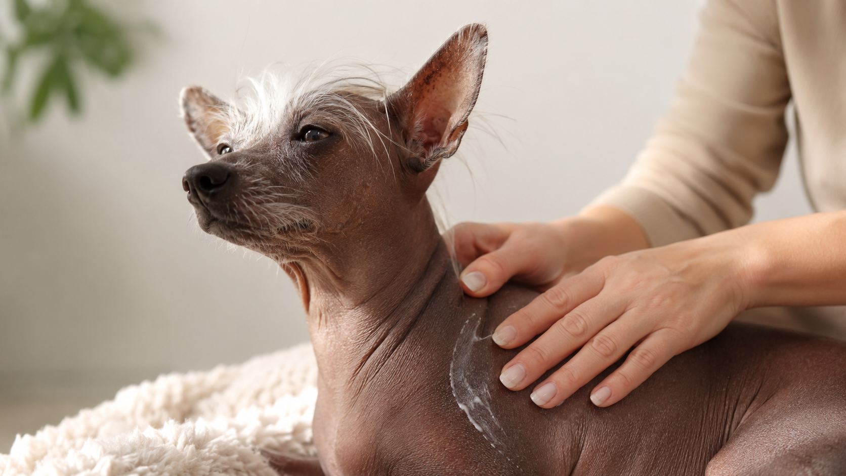 Hairless dog having its skin cared for, showing grooming is really skin care