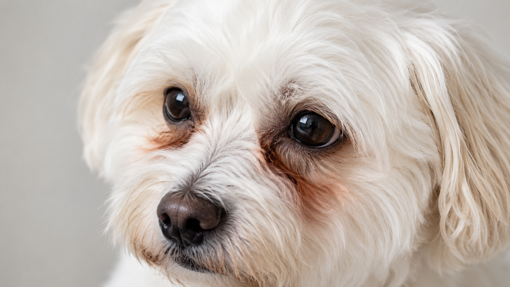 Close-up of reddish-brown tear stains under a white dog's eyes
