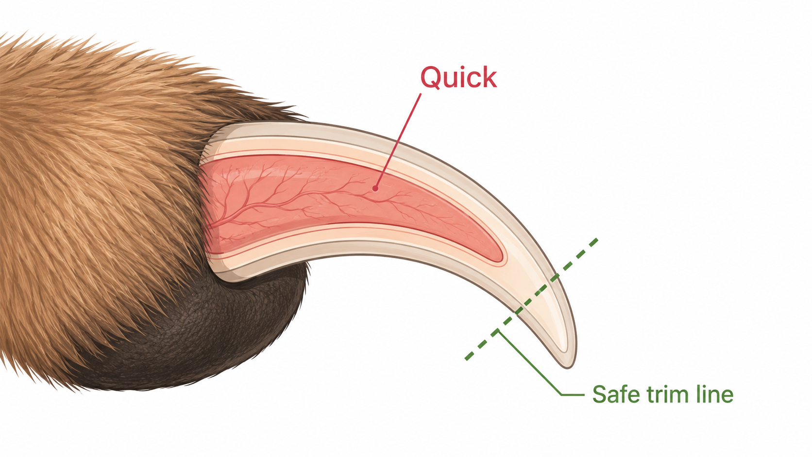 Simple diagram of a dog's nail showing the quick and where to trim to avoid it